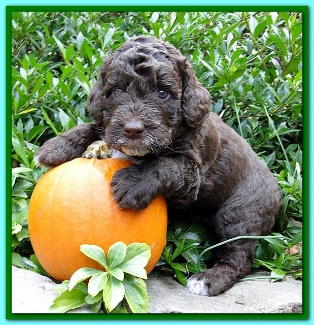 Gizzie Ripley puppies 4 weeks old 041