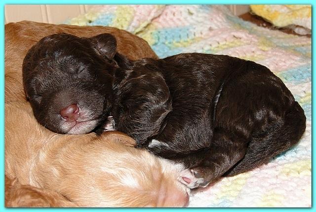 Gizzie Ripley puppies 5 days old 013