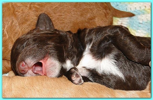 Gizzie Ripley puppies 5 days old 017