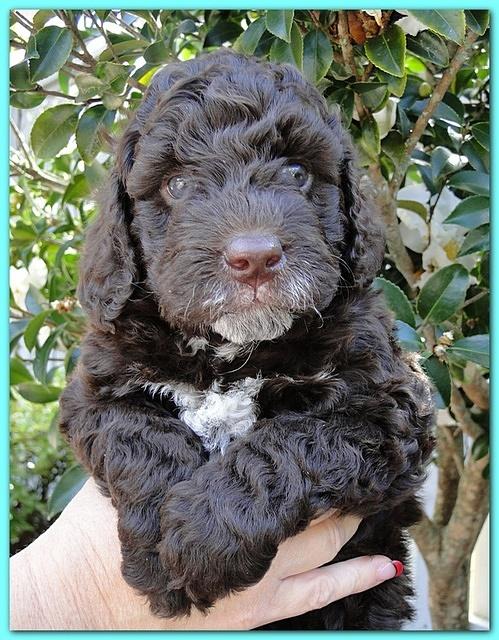 Gizzie Ripley puppies 5 weeks old 026