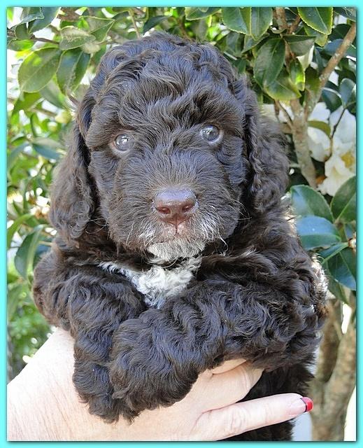 Gizzie Ripley puppies 5 weeks old 029