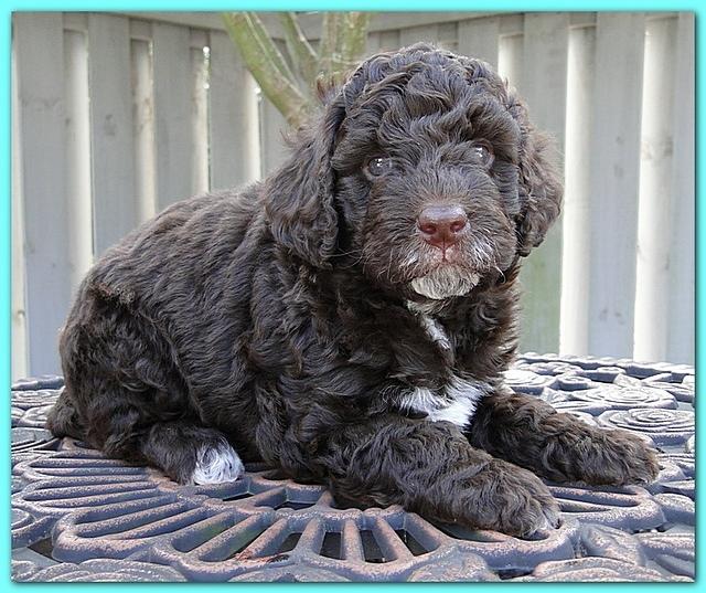 Gizzie Ripley puppies 5 weeks old 035
