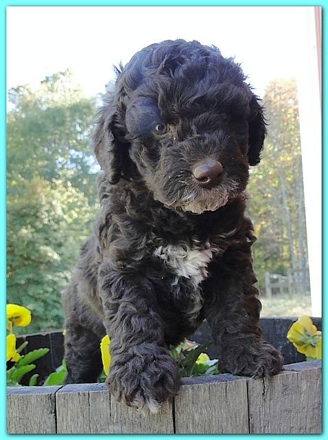 Gizzie Ripley puppies 6 weeks old 038