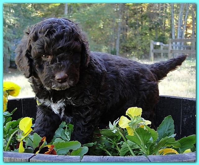 Gizzie Ripley puppies 6 weeks old 044