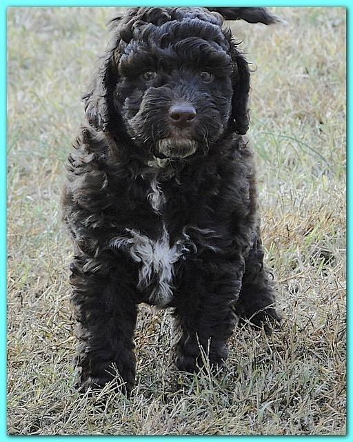 Gizzie Ripley puppies 6.5 weeks old 023