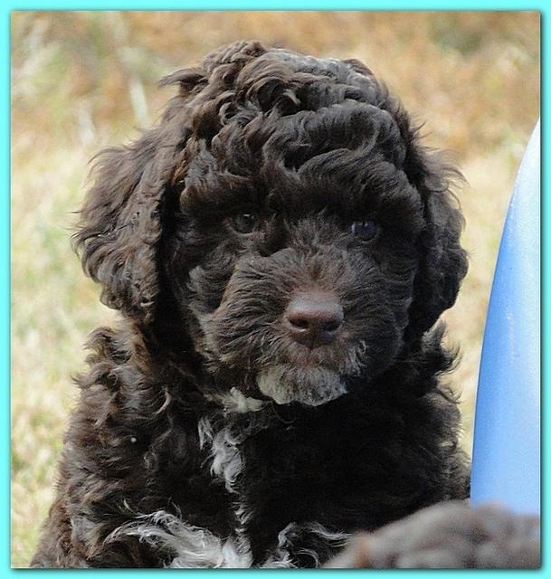 Gizzie Ripley puppies 6.5 weeks old 037