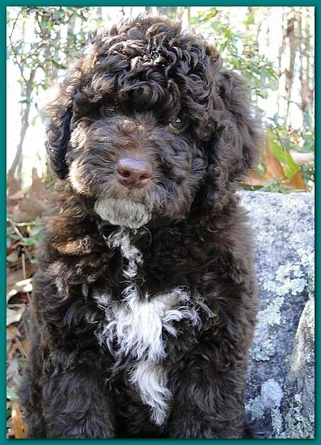 Gizzie Ripley puppies 8 weeks old 013