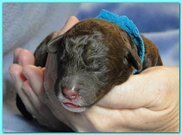 Roo Ripley puppies 1 day old 009