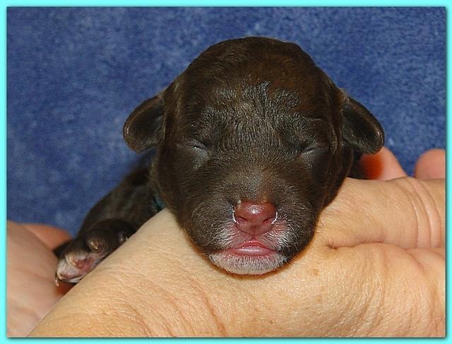 Roo Ripley puppies 1 day old 018