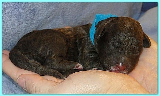 Roo Ripley puppies 1 day old 021