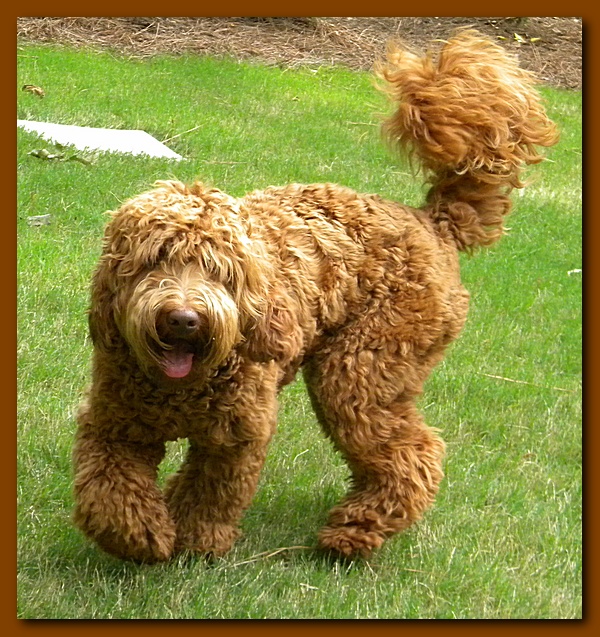 Ripley 1 year old 001