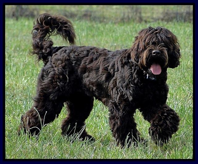 Champion 7 mos old 3