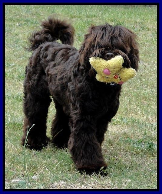 Champion 8 mos old