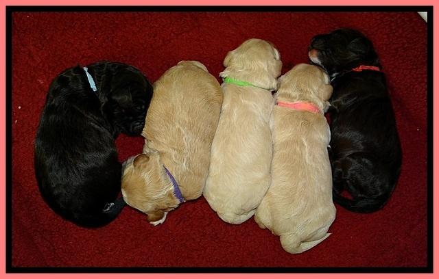 GC pups 1 wk old group 2