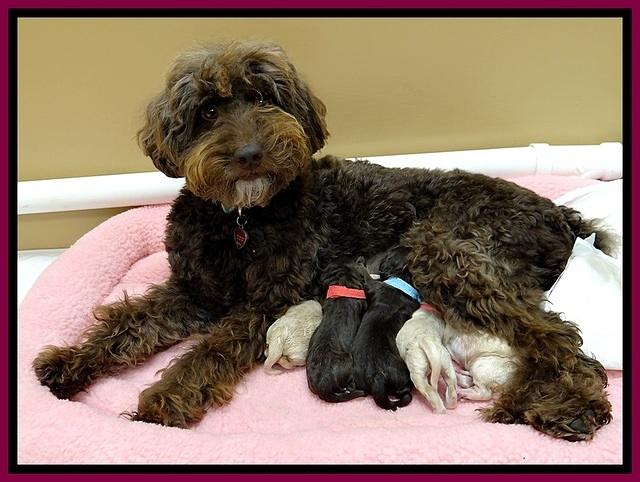 GC pups newborn group 1