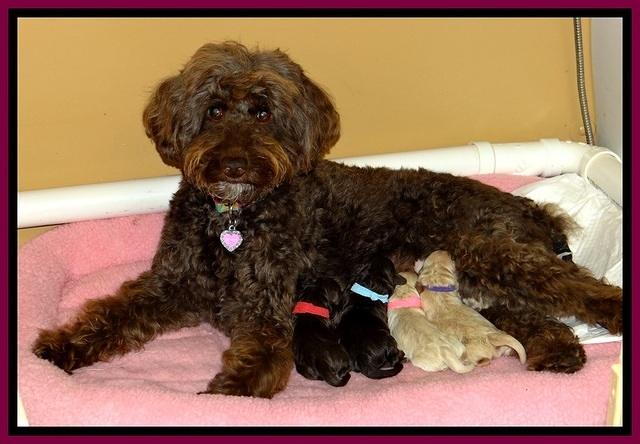 GC pups newborn group 2