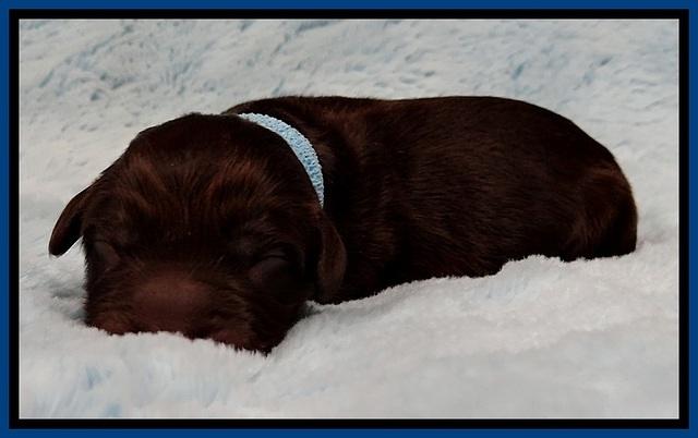 GC pups newborn 7
