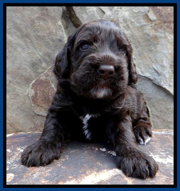 RC Blue 3wks 2012 (3)