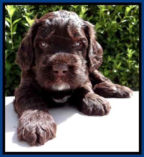 RC Blue 4 wks 2012 (10)