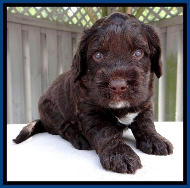 RC Blue 4 wks 2012 (11)