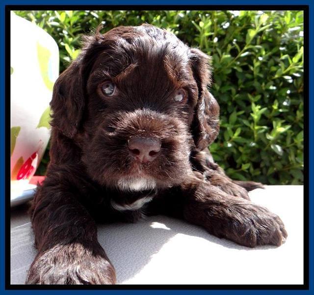 RC Blue 4 wks 2012 (8)