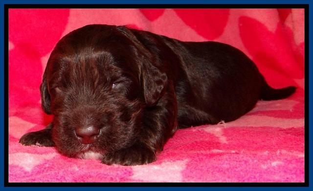 RC pups 2 wks 2012 (8)