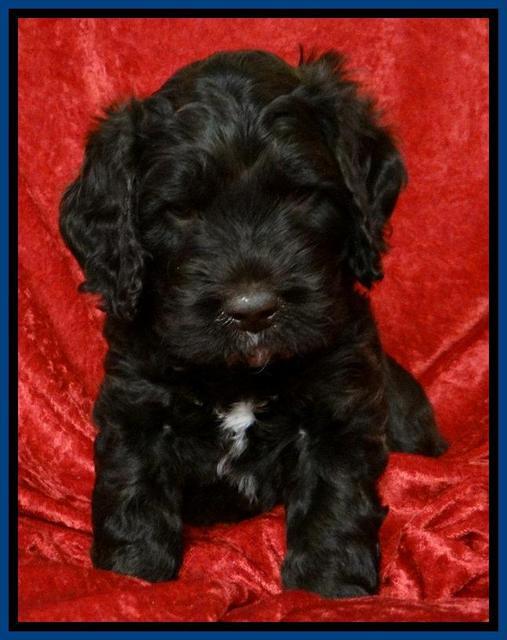 Roo Blue 5 wks 2012 (6)