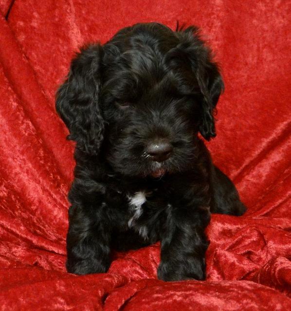 Roo Blue 5 wks 2012