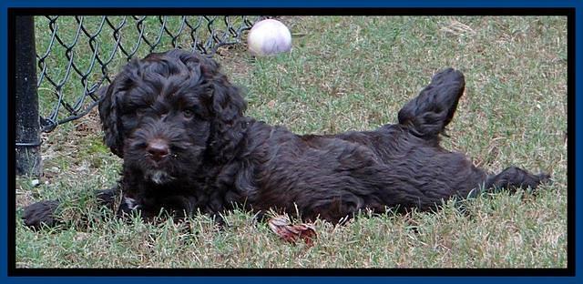 Roo Blue 7 wks 2012 (11)