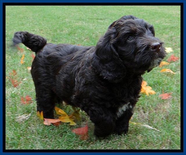 Roo Blue 7 wks 2012 (3)