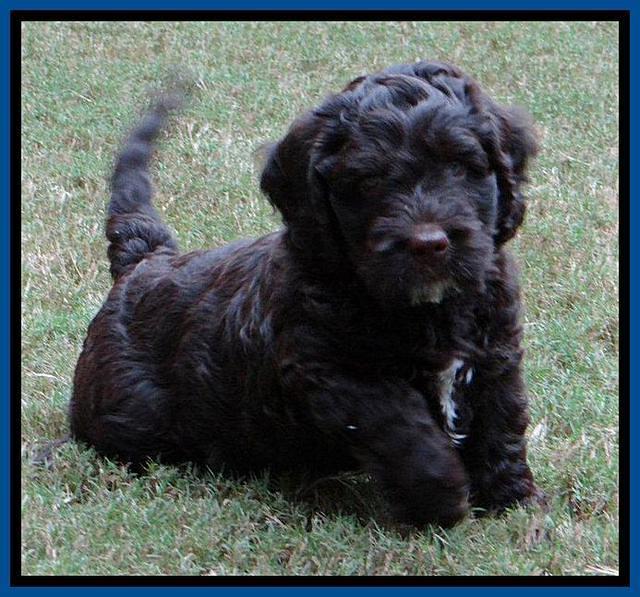 Roo Blue 7 wks 2012 (7)