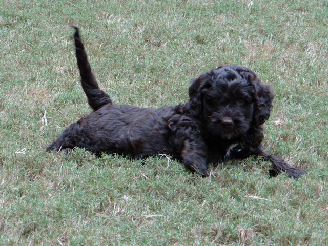 Roo Blue 7 wks 2012 (8)