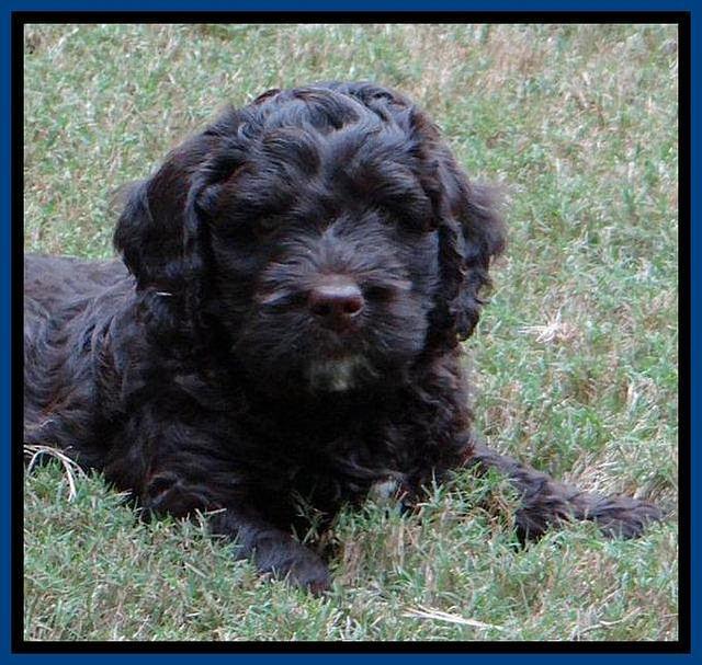 Roo Blue 7 wks 2012 (9)