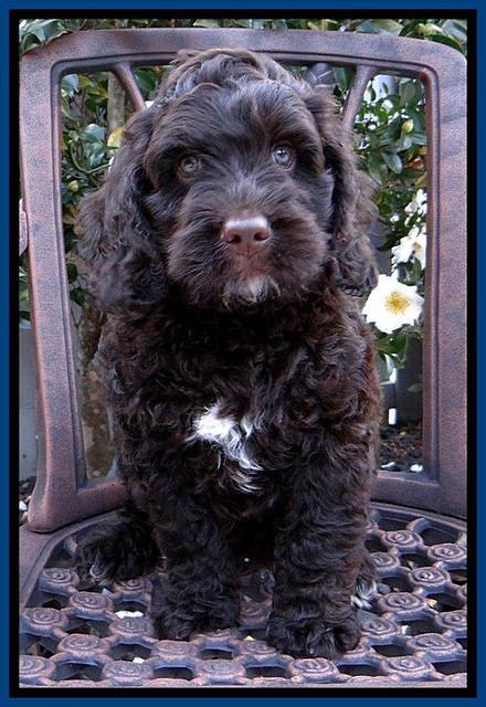 Roo Blue 8 wks 2012 (3)