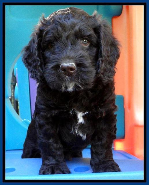 Roo Champ pups 6 wks old 102