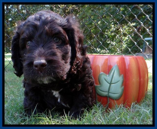 Roo Champ pups 6 wks old 92