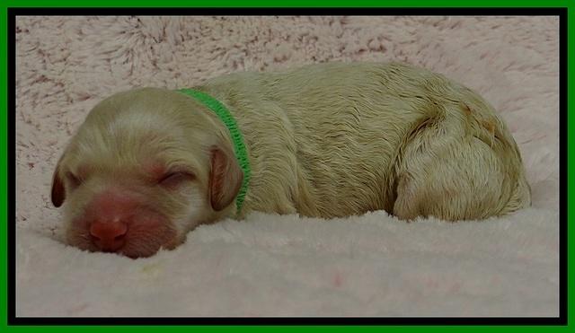 GC pups newborn 5