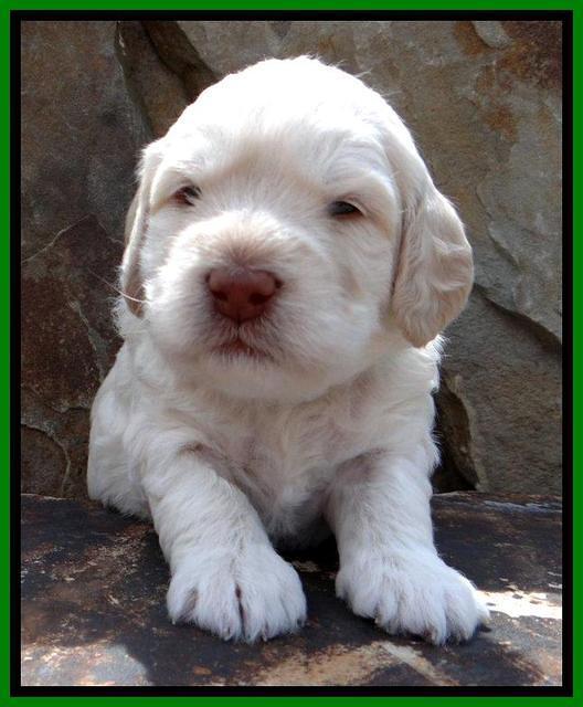 RC Lime 3 wks 2012 (11)