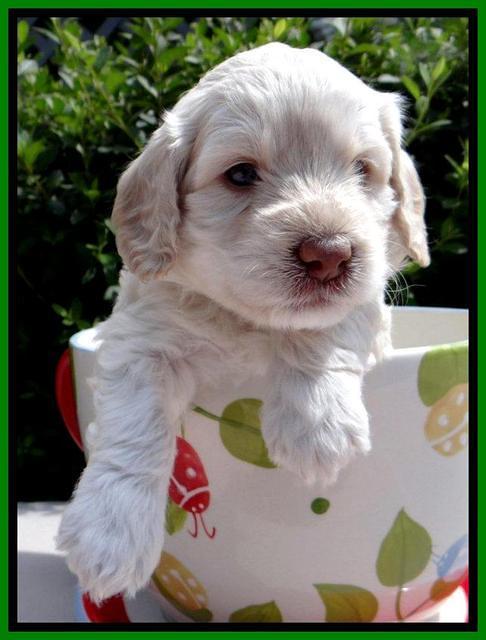 RC Lime 4 wks 2012 (4)