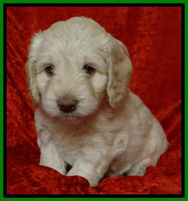 Roo Lime 5wks 2012 (3)