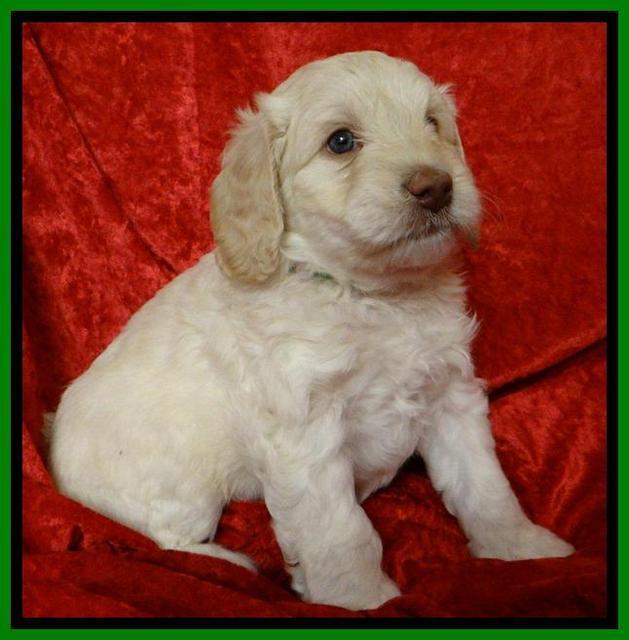 Roo Lime 5wks 2012 (7)