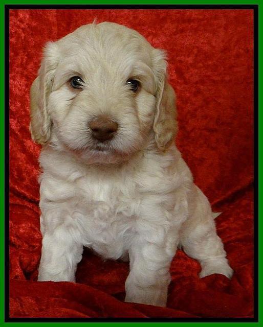 Roo Lime 5wks 2012 (8)