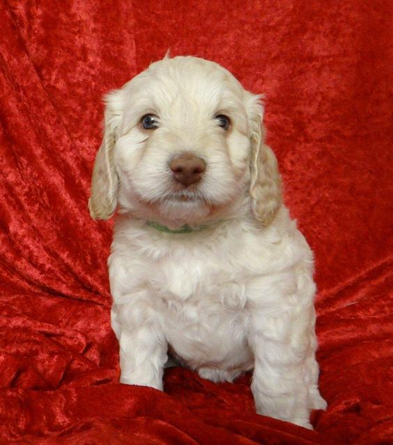 Roo Lime 5wks 2012 (9)