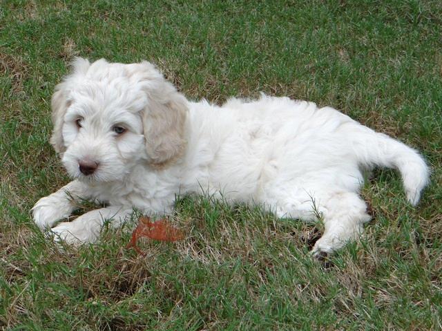 Roo Lime 7 wks 2012 (7)
