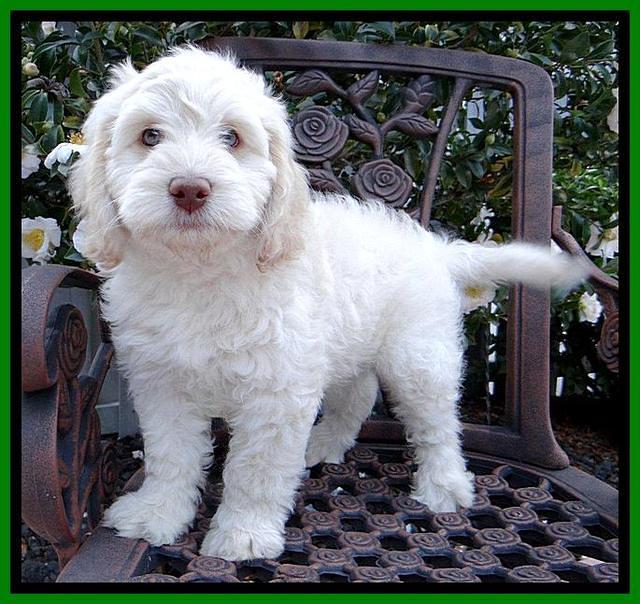 Roo Lime 8 wks 2012 (2)