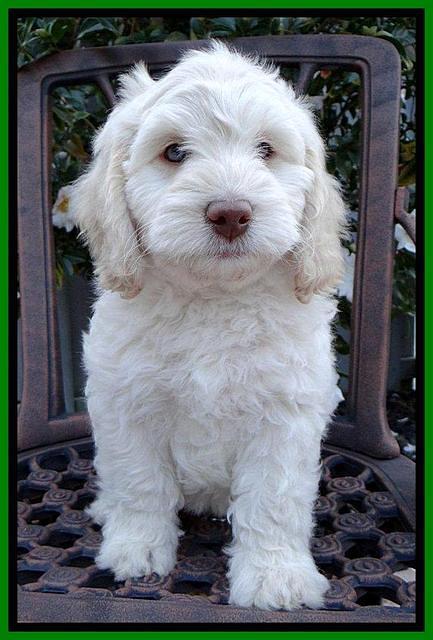 Roo Lime 8 wks 2012 (4)