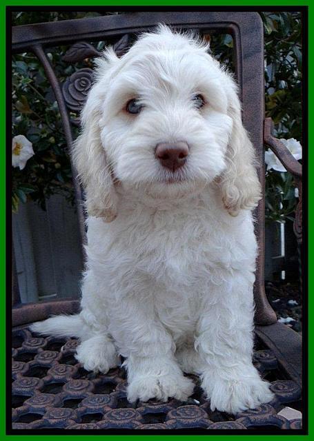 Roo Lime 8 wks 2012 (5)