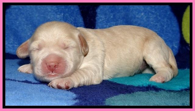 GC pups 1 wk old 4