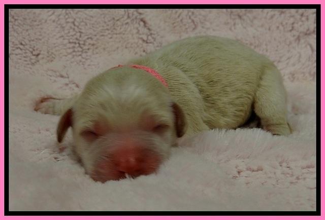 GC pups newborn 3