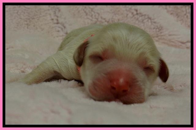 GC pups newborn 4
